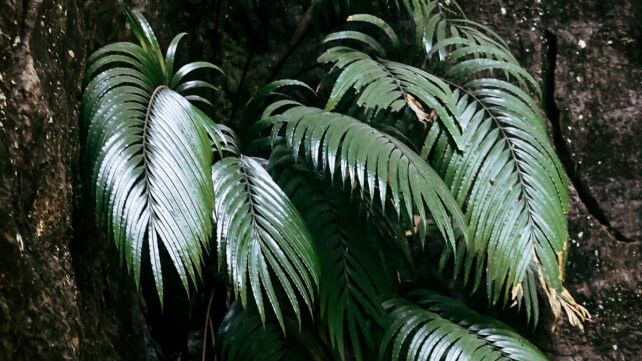 Low angle view of Blechnum orientale hard fern plants