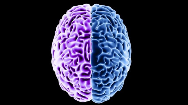 High contrast illustration of a brain on a black background. The left half of the brain is purple and the right half is blue. To represent aging and how diet can reverse it