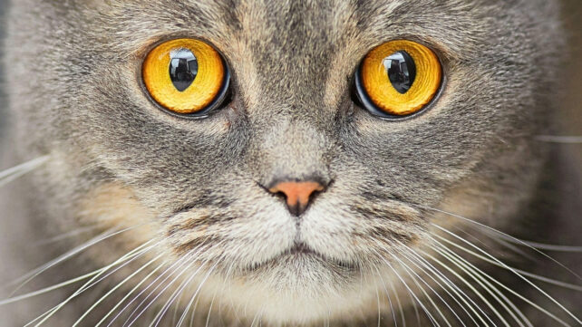 Close-up photo of the face of a fluffy domestic cat with bright yellow-orange eyes and gray fur