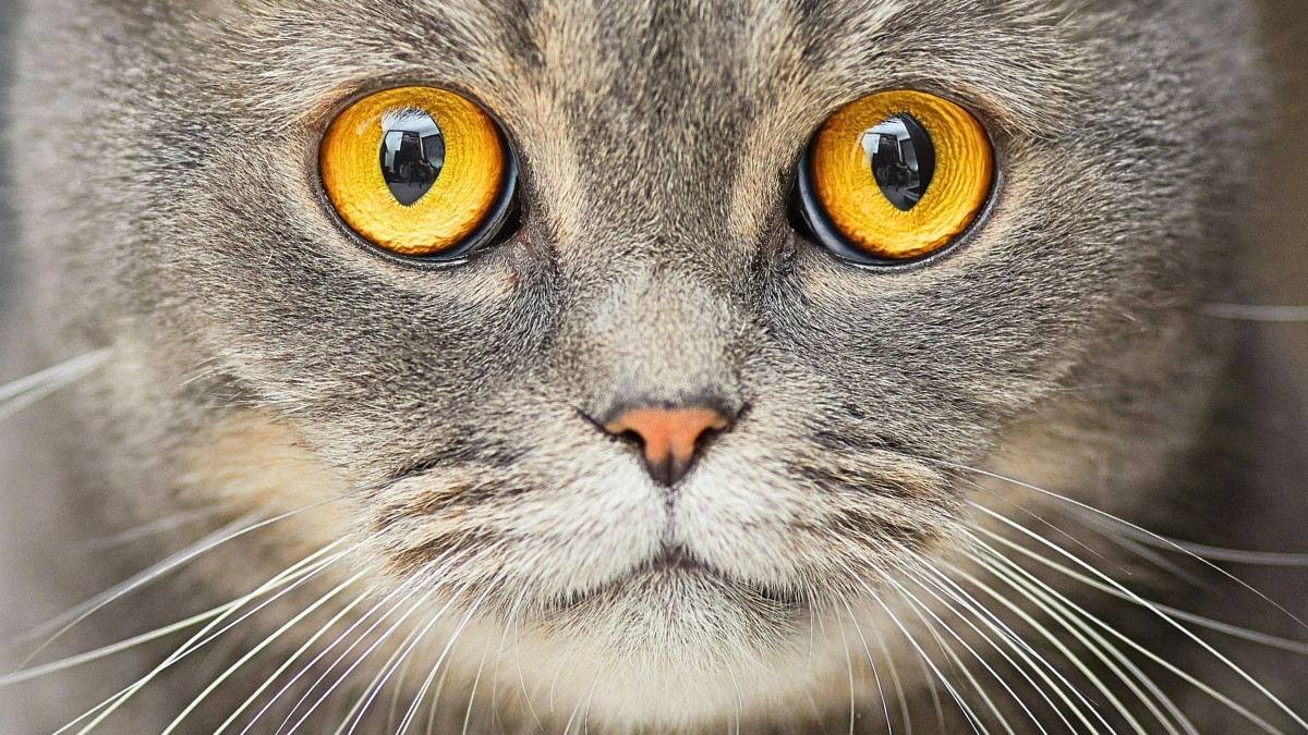 Owning a Cat Could Double Your Risk of Schizophrenia, Research Suggests