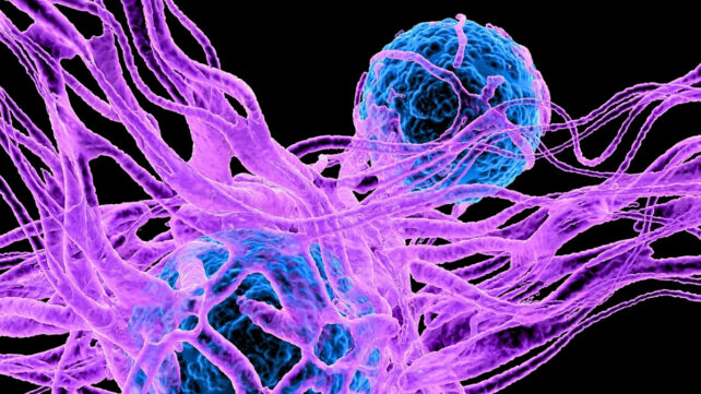 Illustration of cancer cells (blue) surrounded by blood networks (purple)