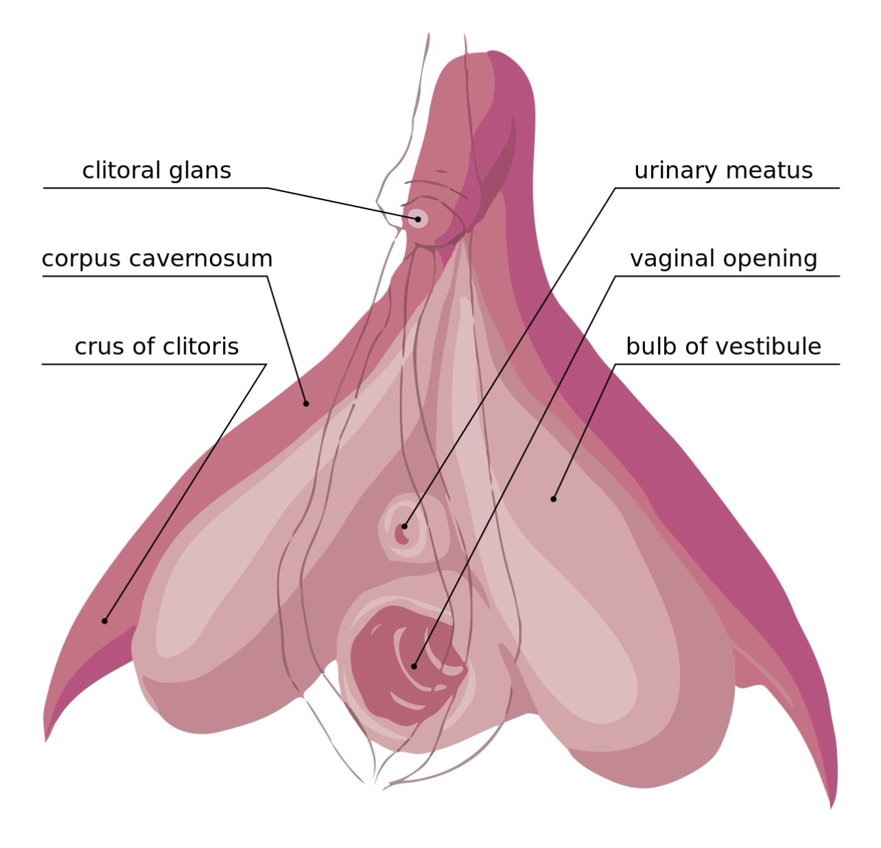 Diagram showing the anatomy of a clitoris .