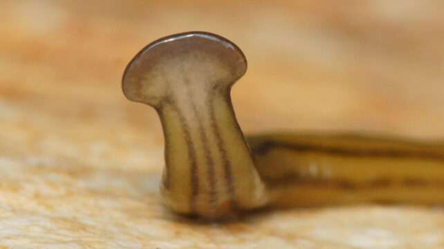 A flat brown worm with a 'hammerhead'