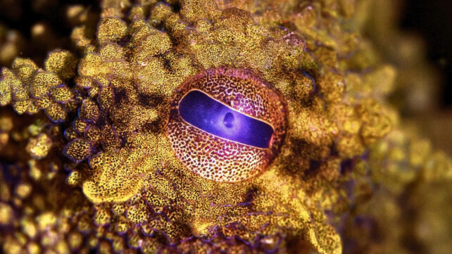 Extreme close up of Octopus eye and skin texture, macro underwater photography