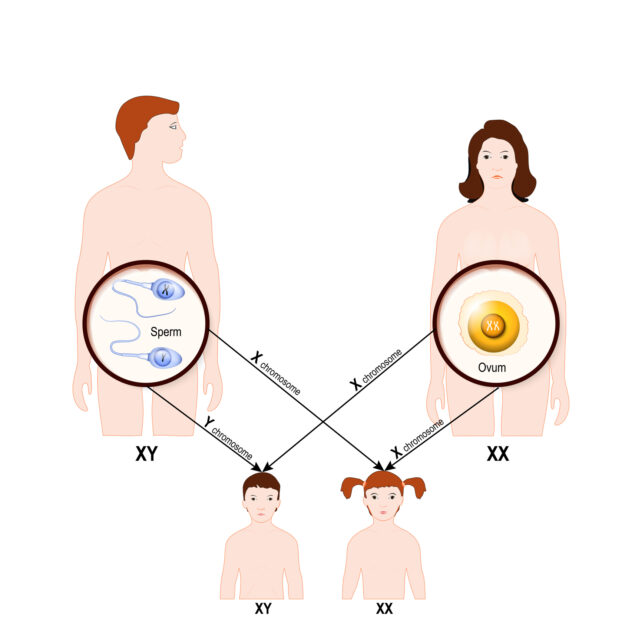 Genetic Inheritance Humans