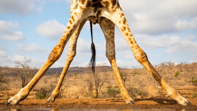 The Surprising Reason Why Giraffes Have Such Very Long Legs