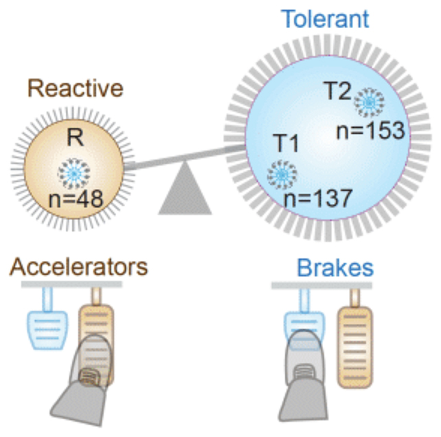 Macrophage diagram