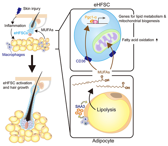 Hair follicle graphic