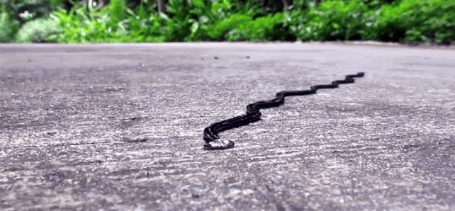 Toxic 'Hammerhead Worm' Is Invading Texas, Triggering Warnings