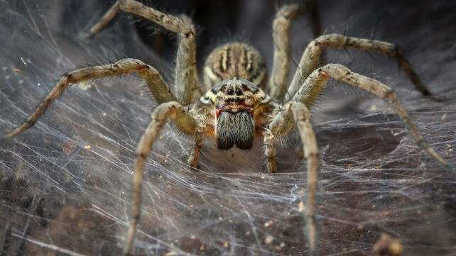 A massive spider up close, inside a web
