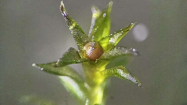 MOSS SPORES SURVIVED IN SPACE FOR 9 MONTHS visual data 2