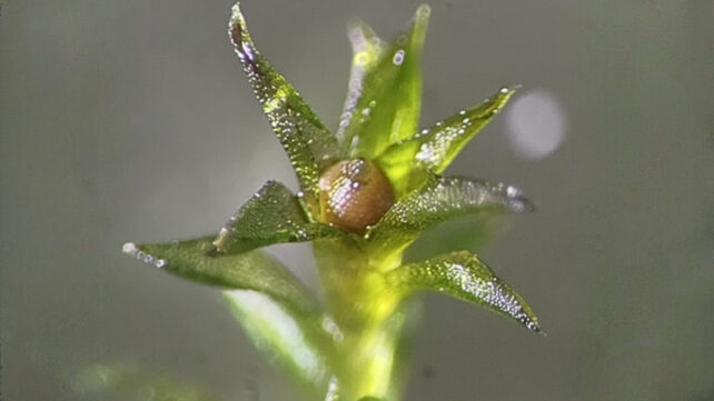 Moss Survived 9 Months in The Vacuum of Space