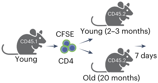 Mouse experiment outline