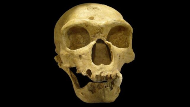 Neanderthals May Never Have Truly Gone Extinct, Study Reveals