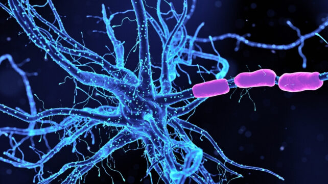 Illustration of a neuron in bright blue, with purple myelin sheaths around an axon visible on the right