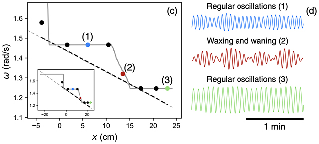 Gut oscillation model