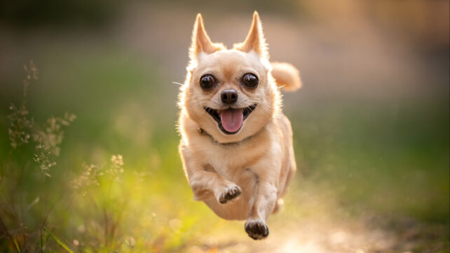 We May Have Bred Neurodiversity Into Our Pets, Expert Suggests