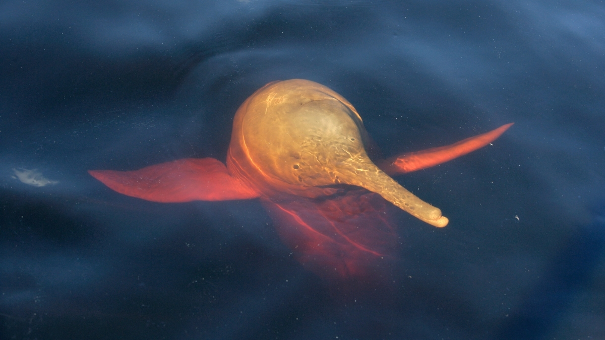 Amazon Lakes Became Hotter Than a Hot Tub, Killing Hundreds of Dolphins