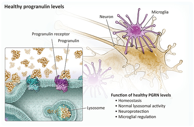 Progranulin diagram