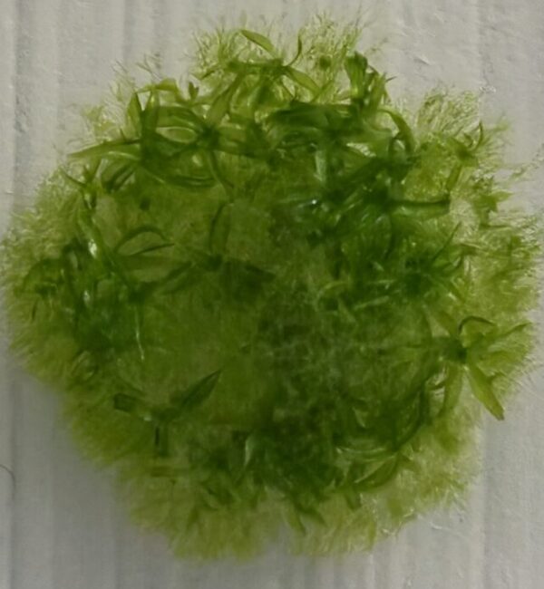 MOSS SPORES SURVIVED IN SPACE FOR 9 MONTHS visual data 3