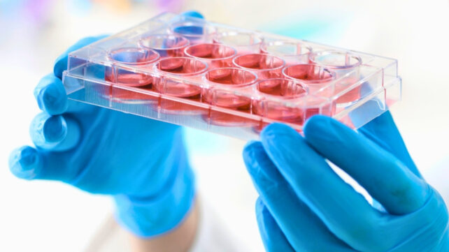 Scientist holding stem cells in a multiwell tray