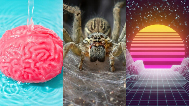 This Week in Science: Brain Rinse Cycle, World's Biggest Spider Web, And More!