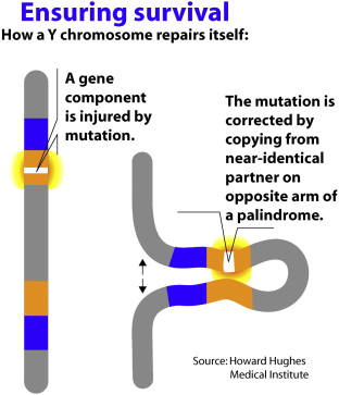 Y Chromosome Repair