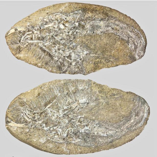 Two oval-shaped fossils, showing teeth