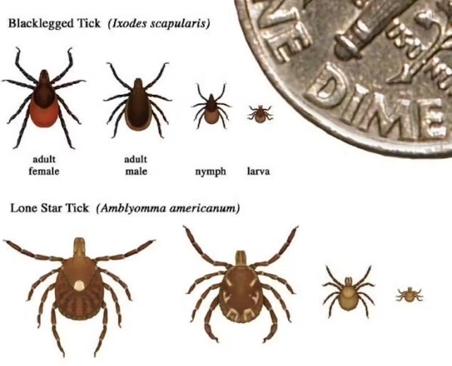 Chart showing the different gender and life stage appearance of meat allergy associated ticks in the USA