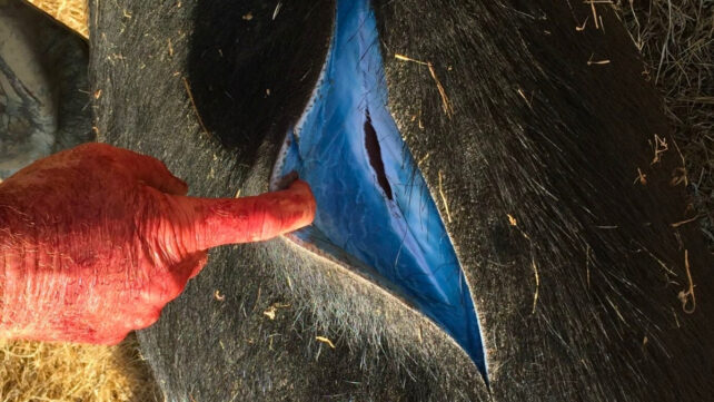 A gloved hand holding open a section of animal skin to reveal surprising bright blue insides