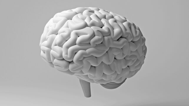White brain floating in mid air with shadow on white background