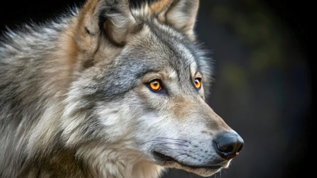 Close up of a wolf's face, sdie profile