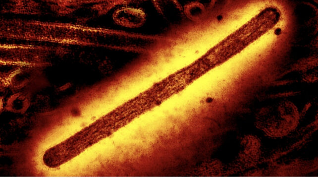H5N1 virus particle in red