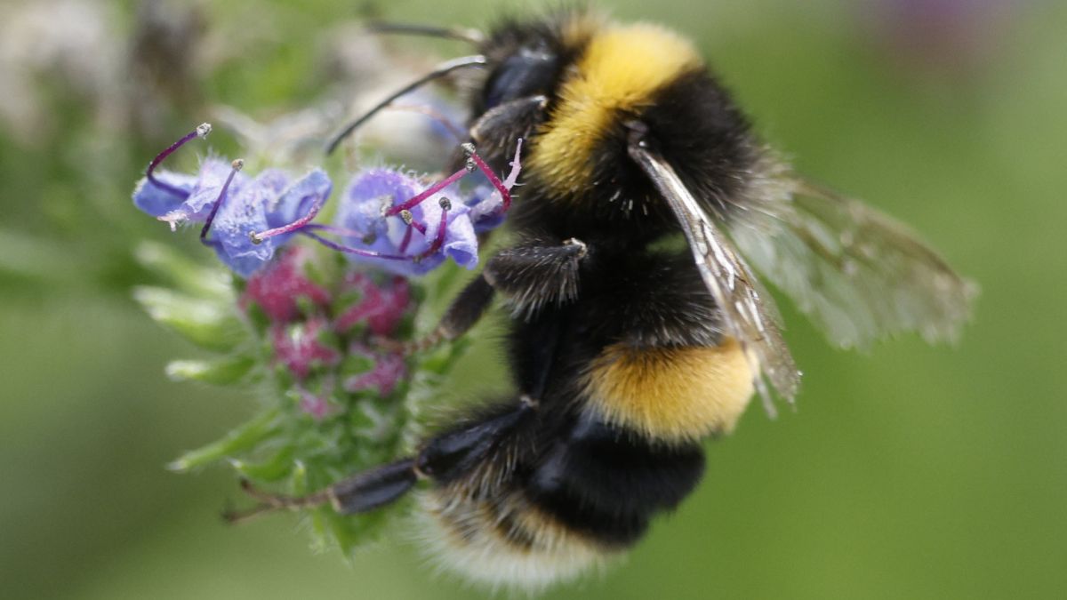 Scientists Have Trained Bumblebees to Understand a Form of Morse Code