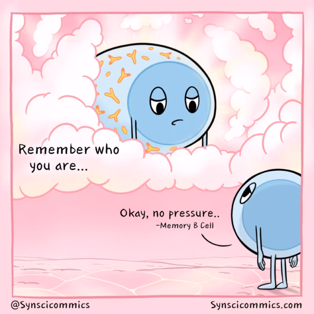 Memory B Cells Comic