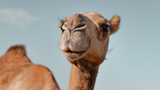 A Unique Protein in Camels And Llamas May Protect The Brain From Alzheimer's