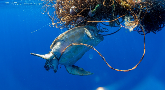 entangled turtle