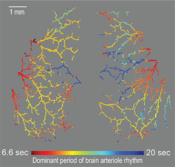 Scientists Find an Unexpected Link Between The Hidden Rhythms in The Gut And Brain