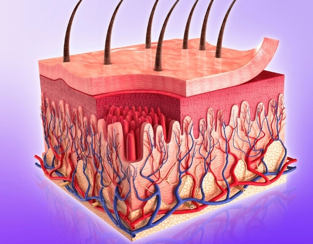 diagram of layers of skin