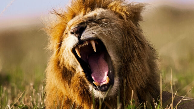 wild lion roaring