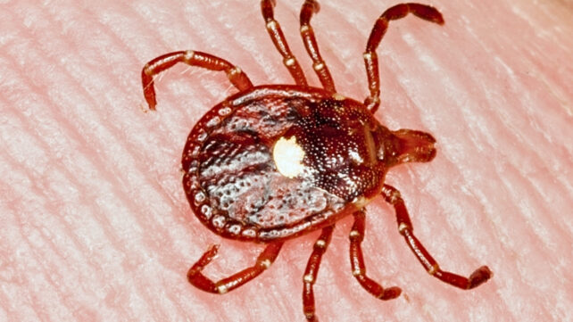 First Confirmed Death From Tick-Aquired Meat Allergy Prompts Warnings