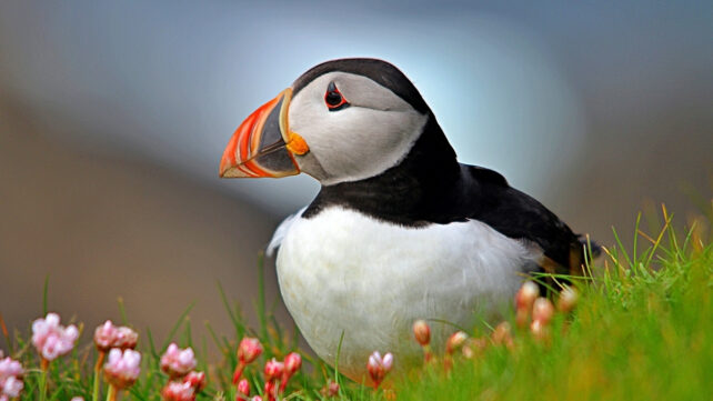 puffin