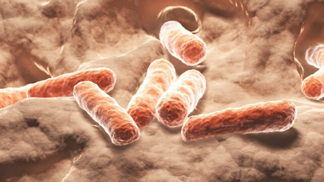 rod shaped bacteria in reddish brown colors