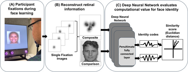 Step by step summary of the face-learning process, retina reconstruction via gaze tracking software, and neural network evaluation of face identity.