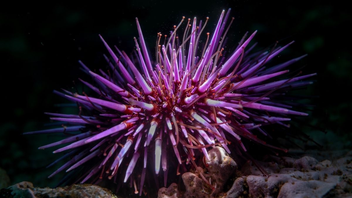 Sea Urchins Are Basically 'All Brain'