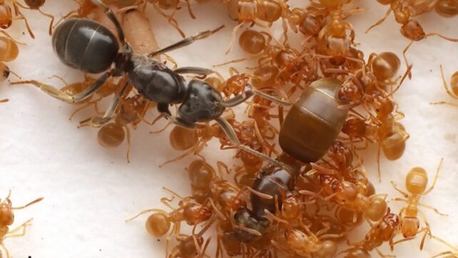 A Parasite Tricks Ants Into Killing Their Own Queen, Chilling Footage Reveals