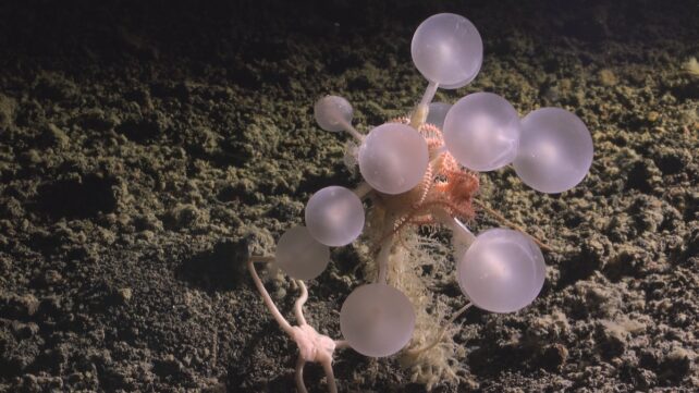 Meet The Latest Deep-Sea Horror: Meat-Eating 'Death-Ball' Sponges