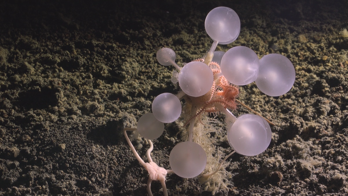 Meet The Latest Deep-Sea Horror: Meat-Eating 'Death-Ball' Sponges