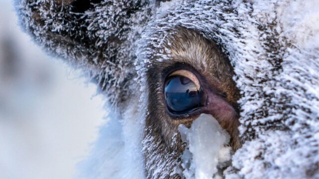 Reindeer Eyes Do Something Incredible When Winter Comes