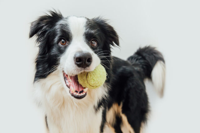 Attentive border collie dog holding a tennis ball